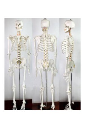 هيكل عظمي علي استاند