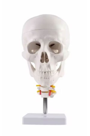 مجسم جمجمة مع فقرات عنقية