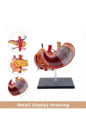 نموذج للمعدة والبنكرياس والأمعاء