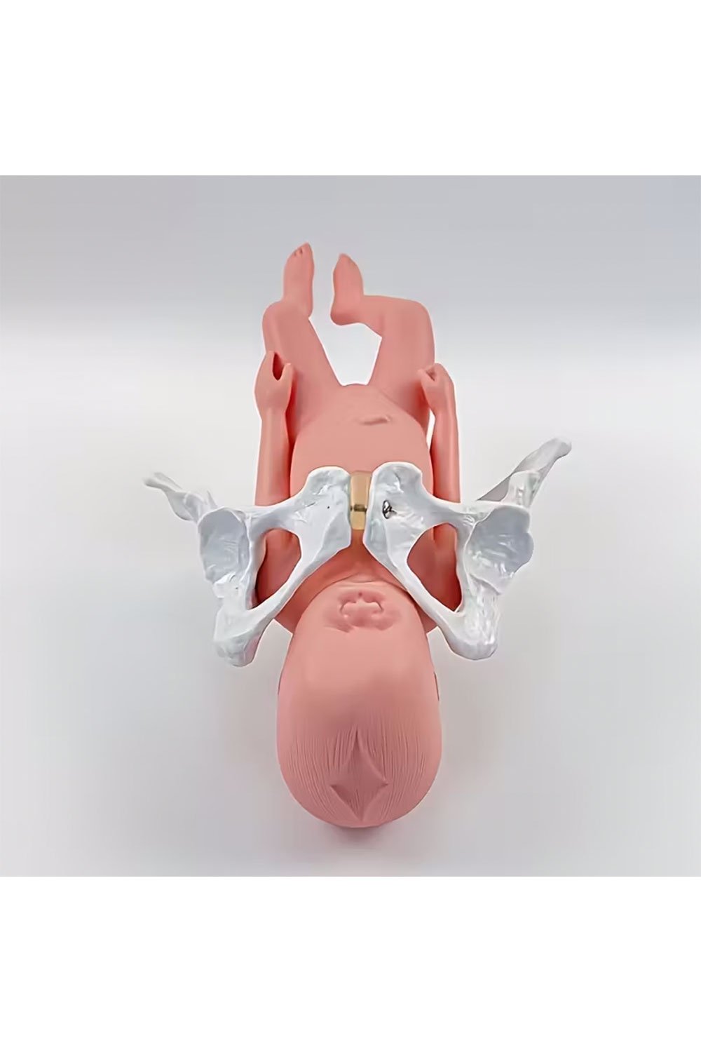 نموذج ولادة بالحجم الطبيعي