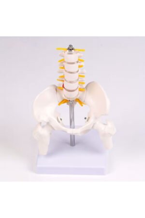 نموذج عظمي للعمود الفقري القطني