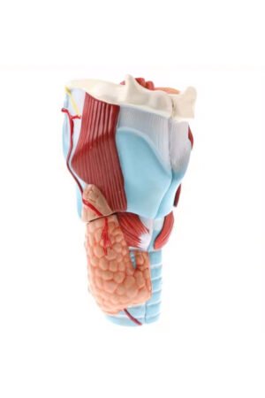 نموذج البلعوم والحنجرة