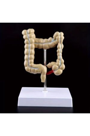 نموذج القولون والمستقيم البشري