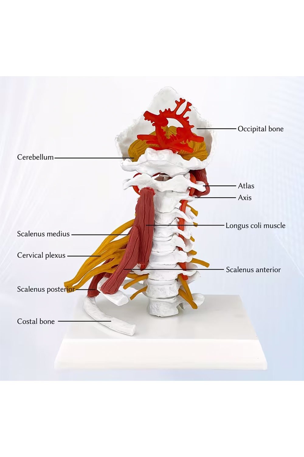 نموذج بالحجم الطبيعي للعمود الفقري - الصورة 3