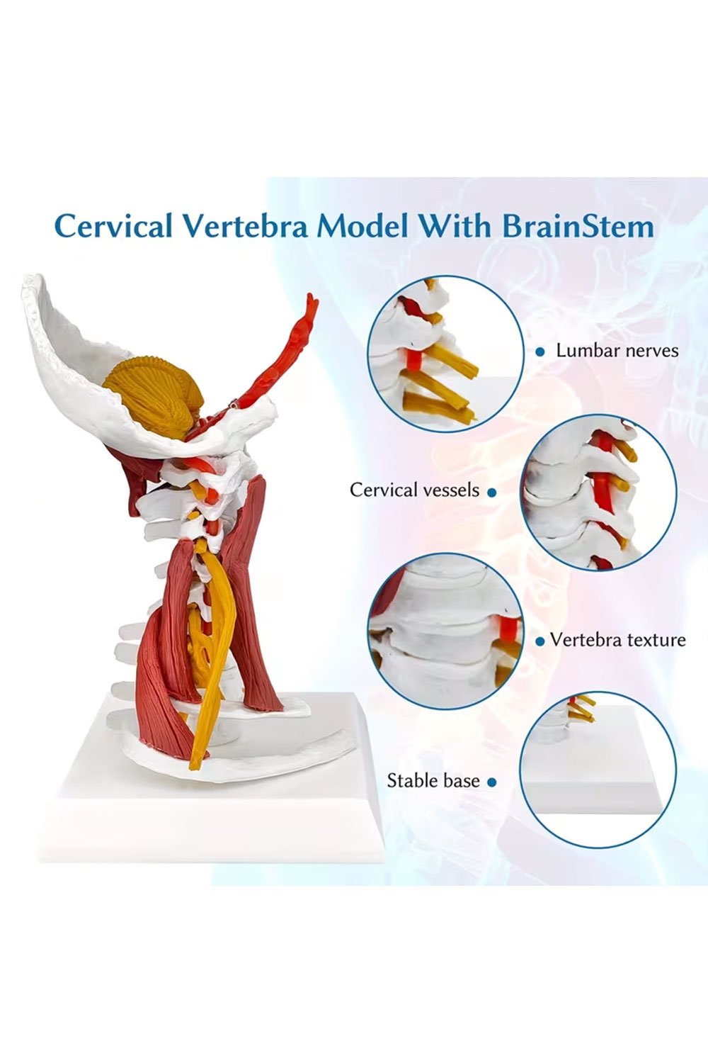 نموذج بالحجم الطبيعي للعمود الفقري - الصورة 4