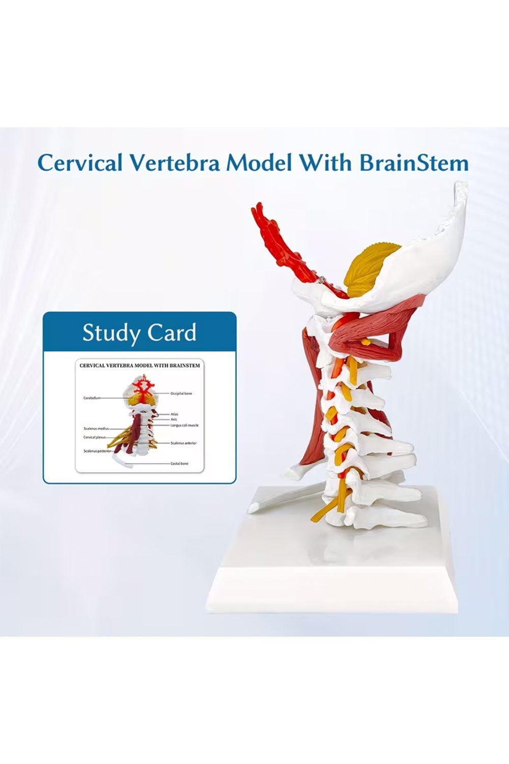 نموذج بالحجم الطبيعي للعمود الفقري - الصورة 5