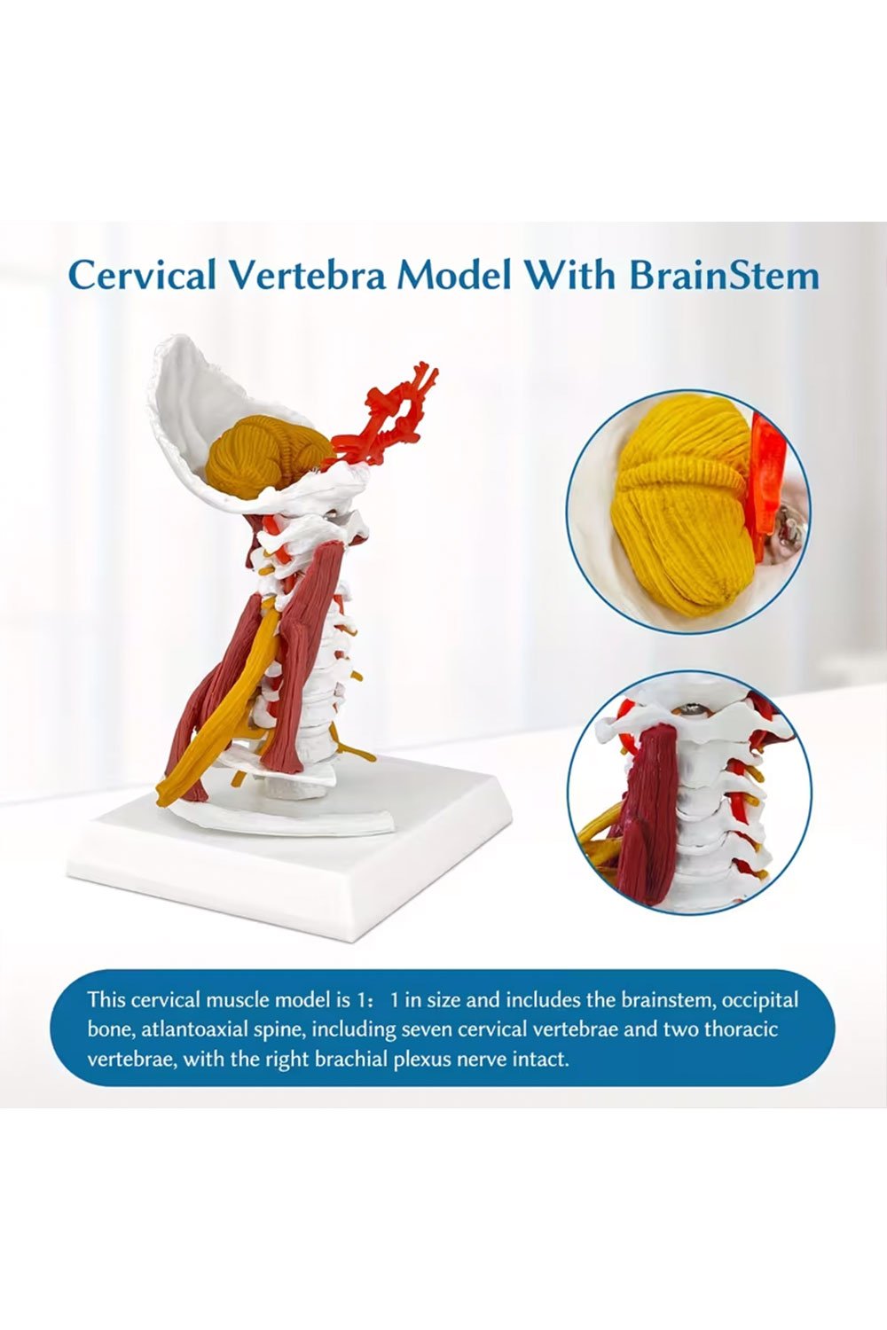 نموذج بالحجم الطبيعي للعمود الفقري - الصورة 6