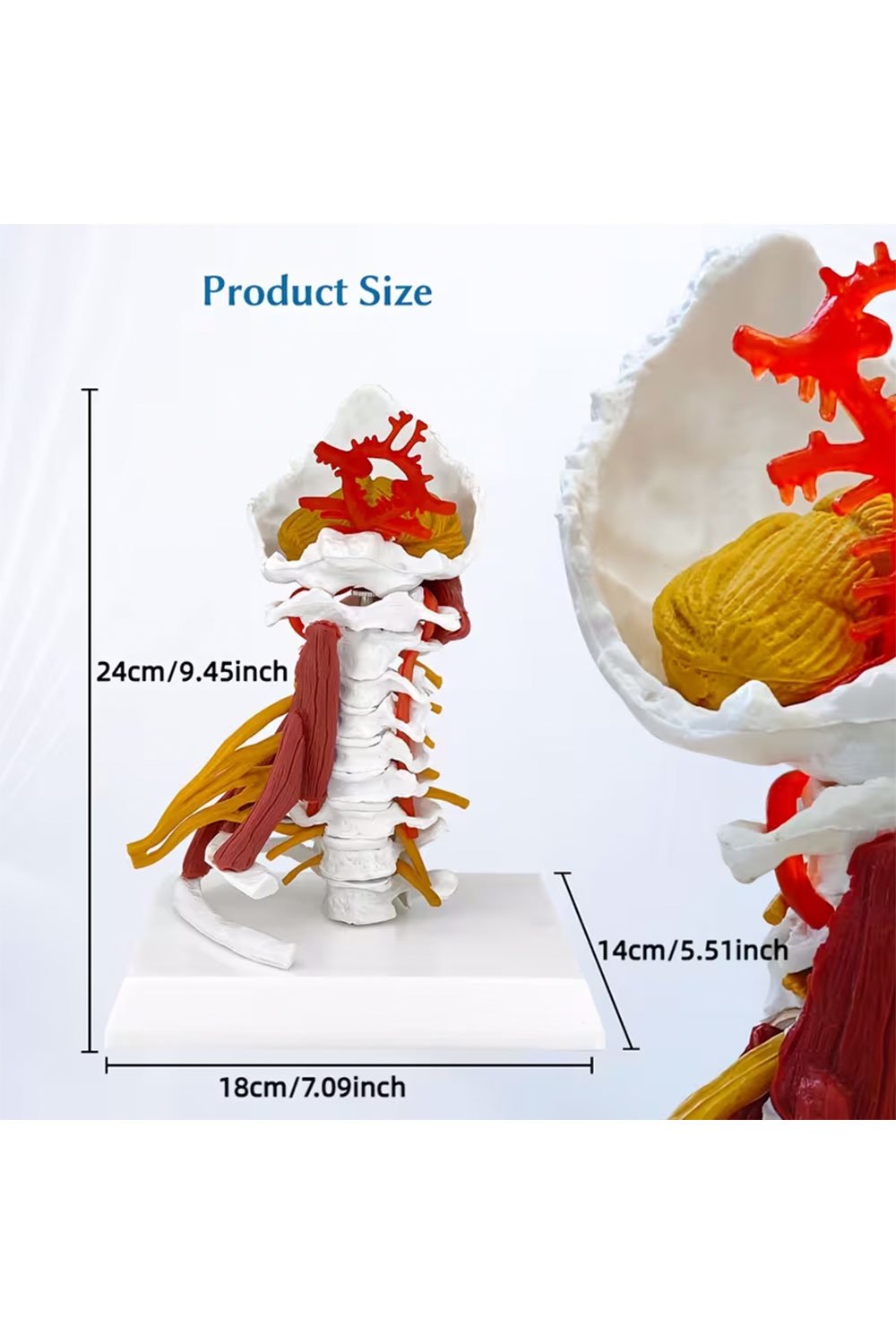 نموذج بالحجم الطبيعي للعمود الفقري - الصورة 2