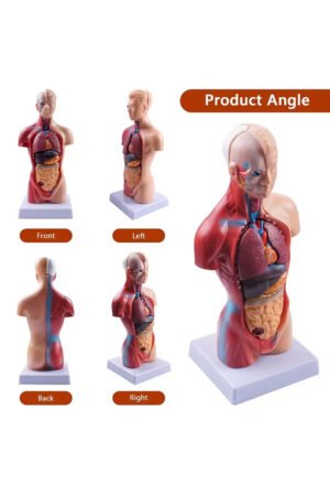 نموذج تشريحي لجسم الإنسان