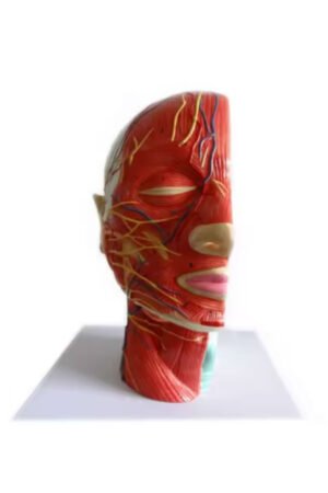 نموذج تشريحي لرأس الإنسان