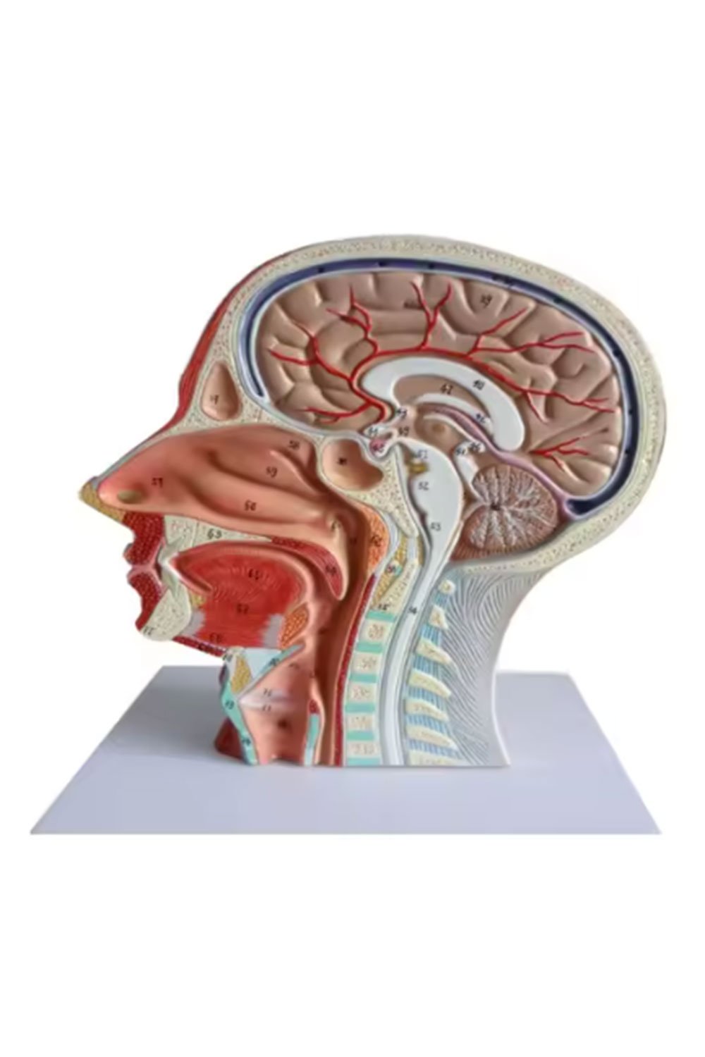 نموذج تشريحي لرأس الإنسان - الصورة 2