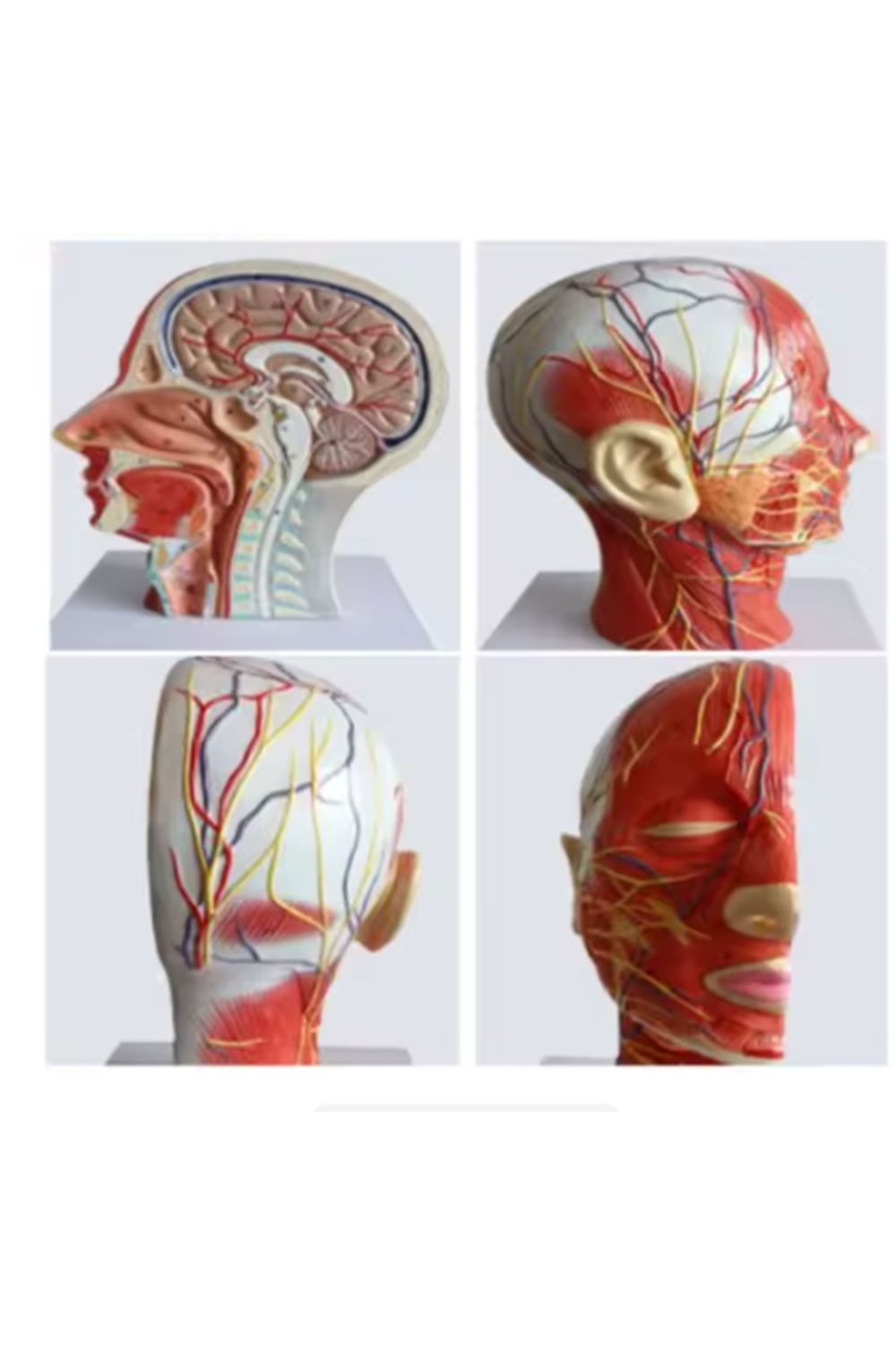 نموذج تشريحي لرأس الإنسان - الصورة 3