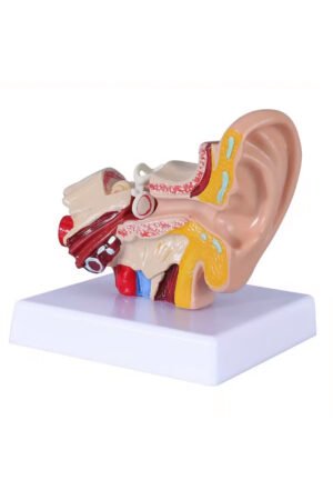 نموذج تشريحي للأذن البشرية