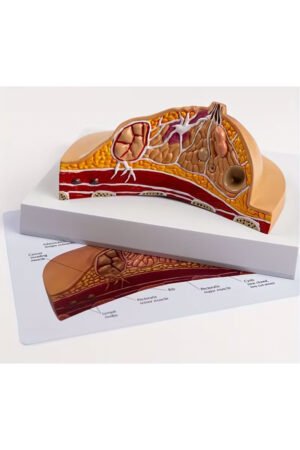 نموذج تشريحي للثدي