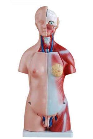 نموذج تشريحي للجنسين