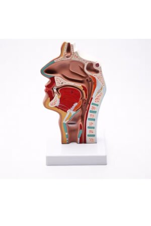 نموذج تشريحي للرأس