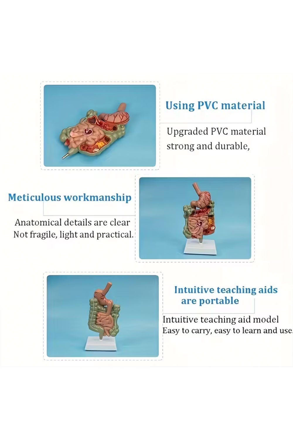 نموذج تشريحي للمعدة البشرية - الصورة 2