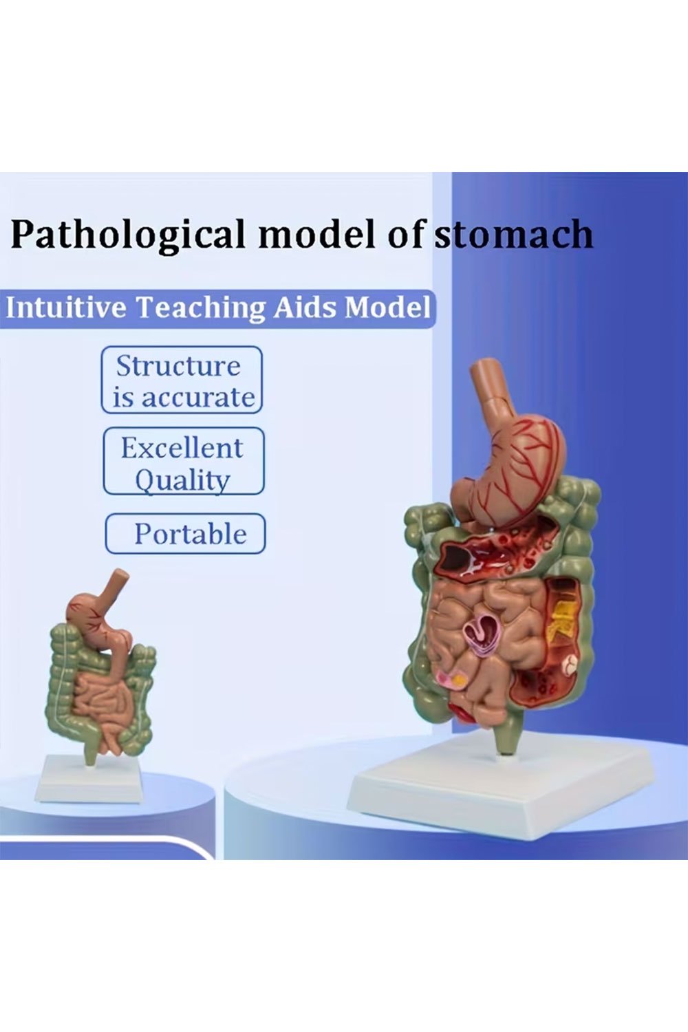 نموذج تشريحي للمعدة البشرية - الصورة 3
