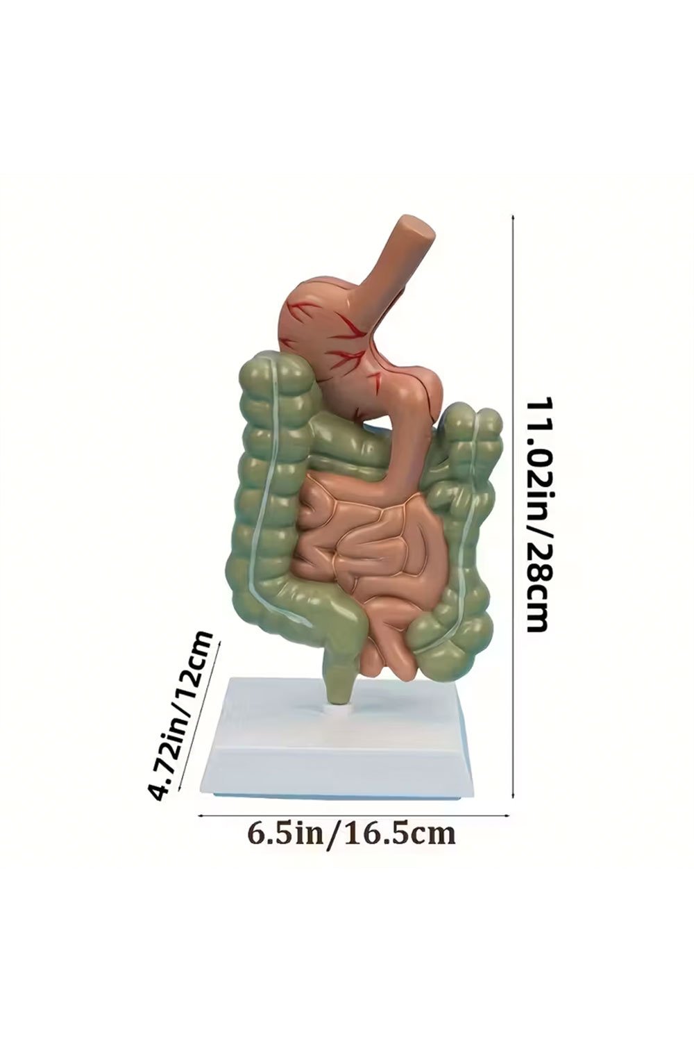 نموذج تشريحي للمعدة البشرية - الصورة 6