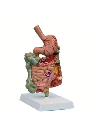 نموذج تشريحي للمعدة البشرية