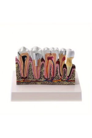 نموذج تعليمي احترافي لتشريح الأسنان