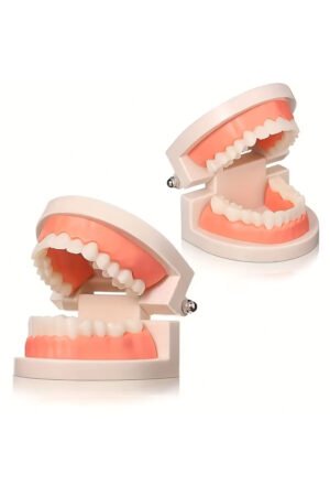 نموذج فردي على تشريح الفم