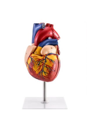 نموذج قلب بشري