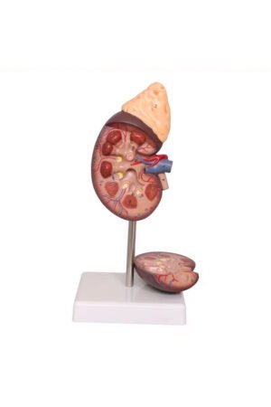 نموذج كلية بالحجم الطبيعي