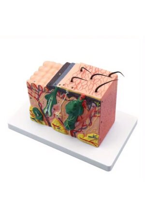 نموذج لتشريح طبقات الجلد البشري والأنسجة