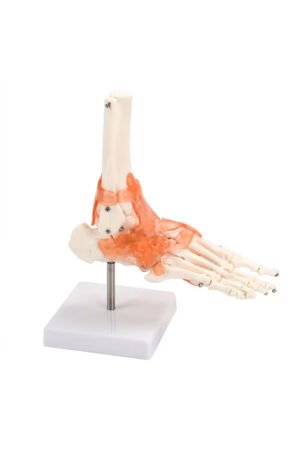 نموذج مفصل الكاحل البشري