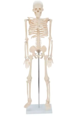 نموذج هيكل عظمي بشري