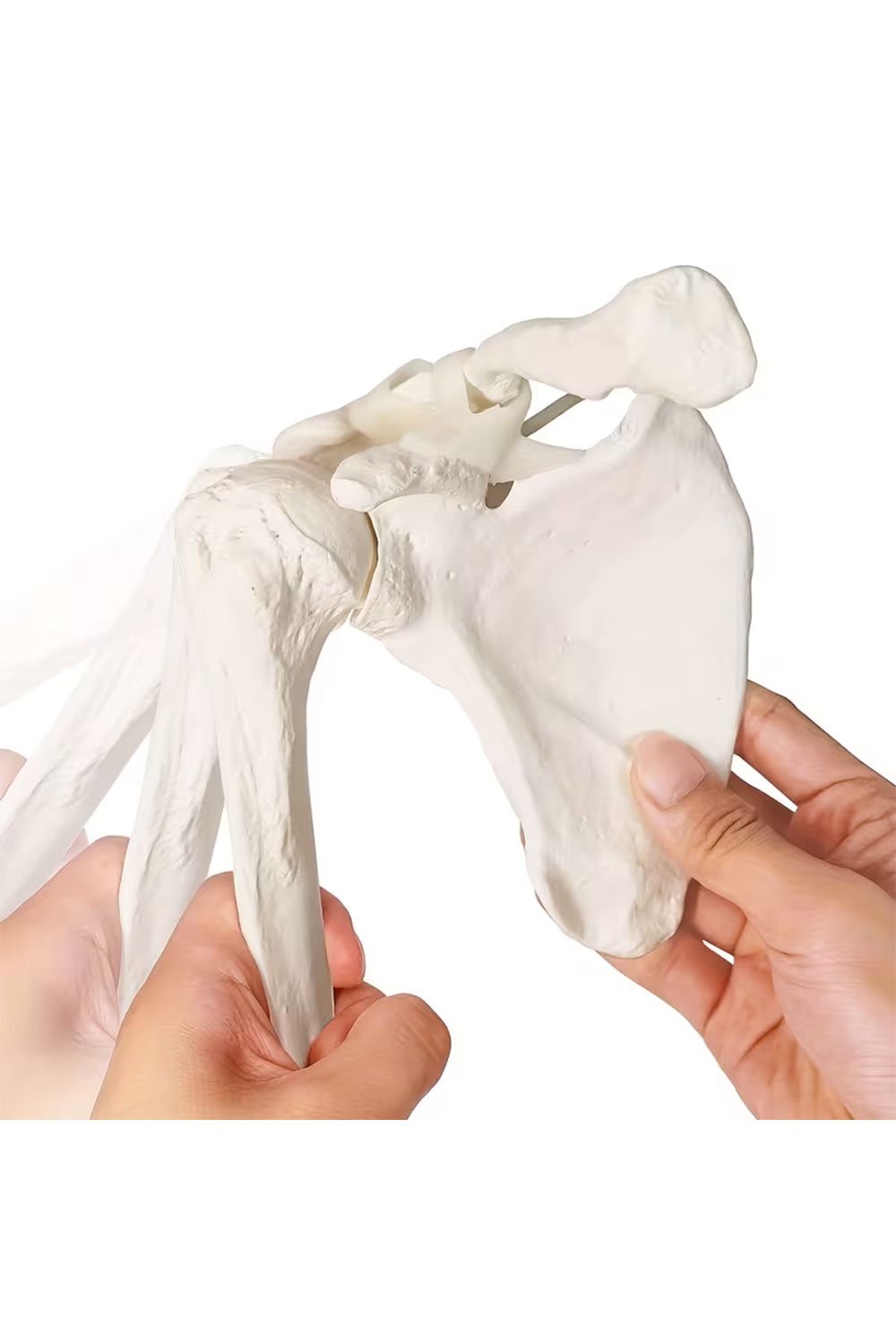 نموذج هيكل عظمي للطرف العلوي - الصورة 3