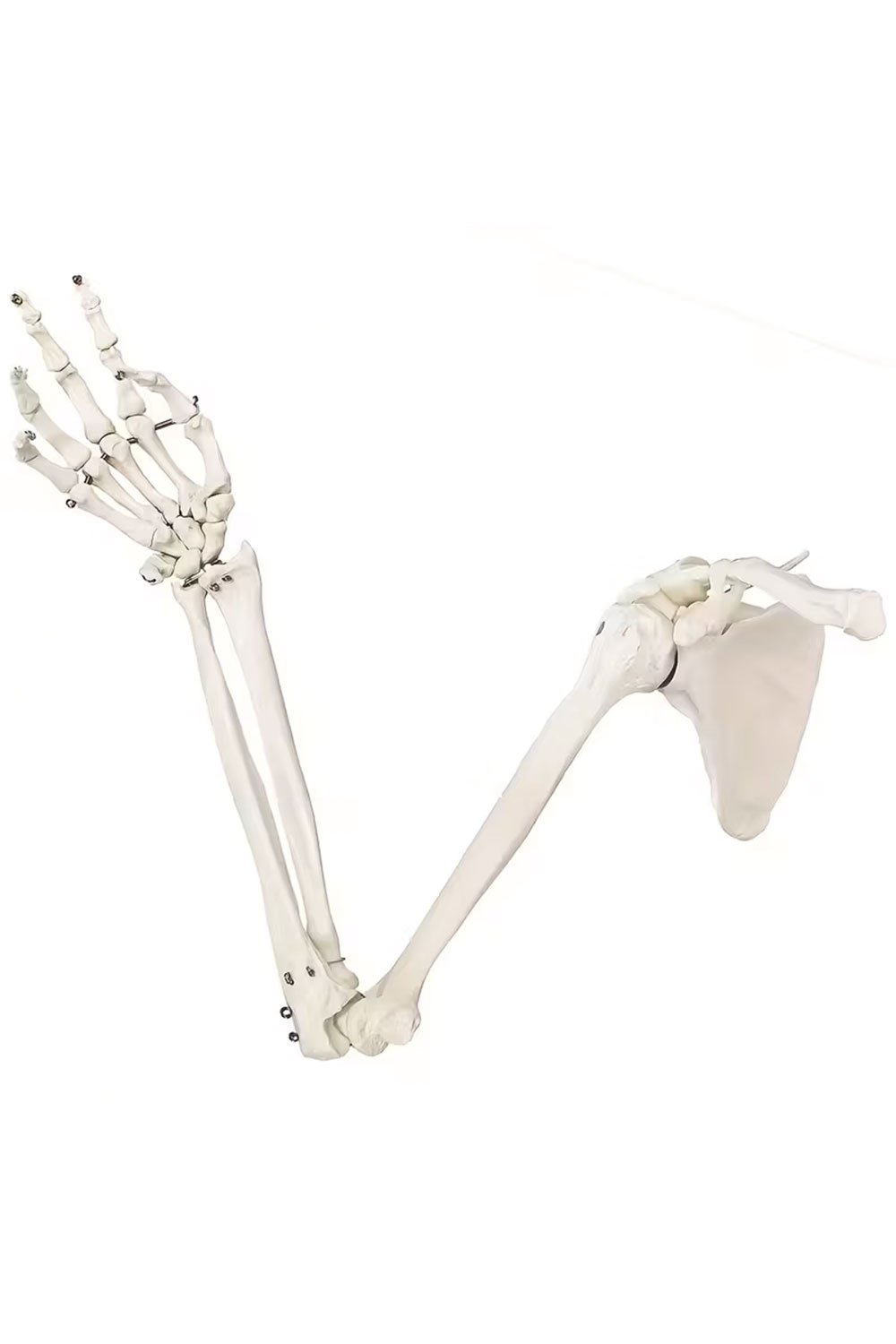 نموذج هيكل عظمي للطرف العلوي