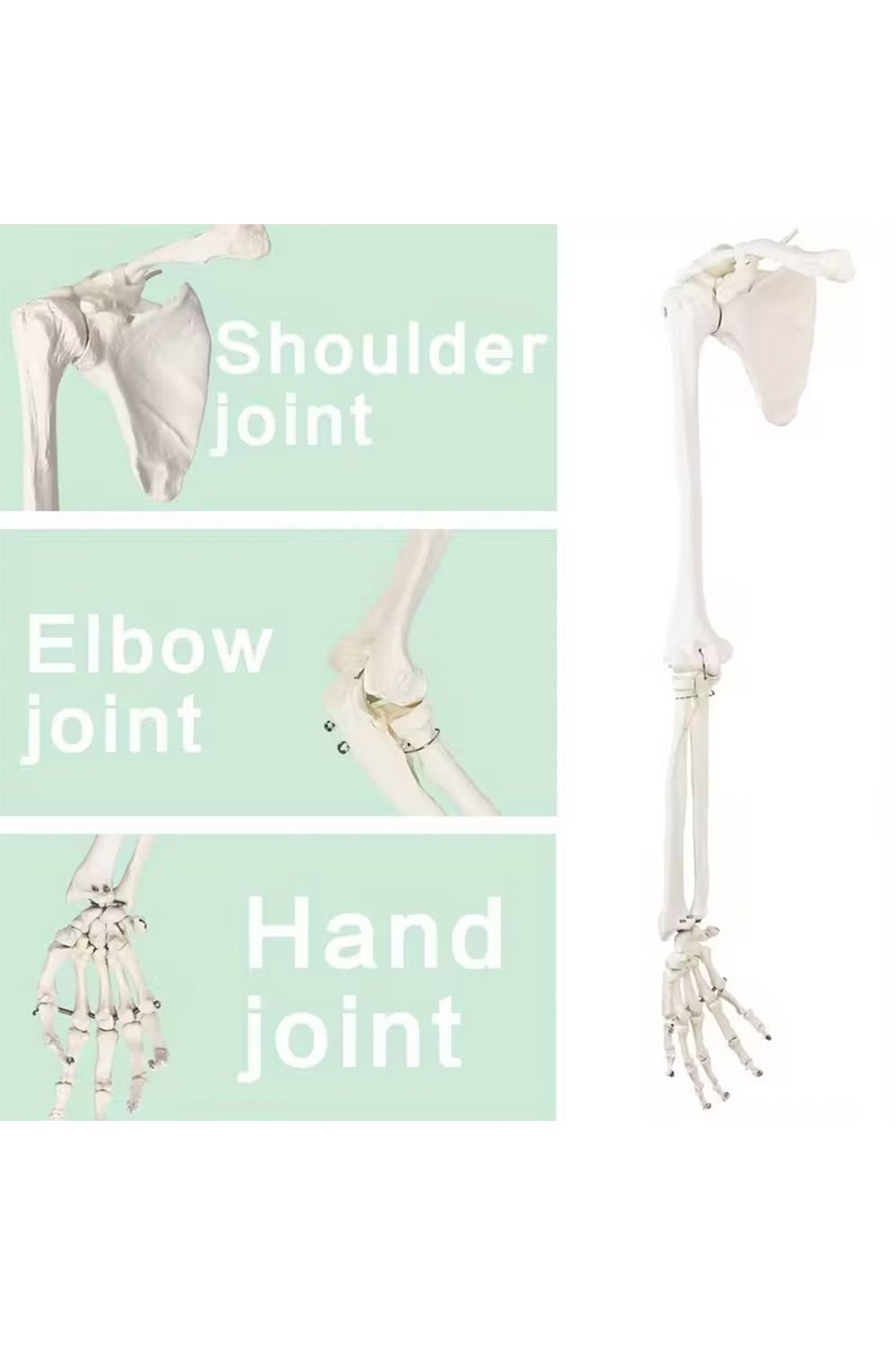 نموذج هيكل عظمي للطرف العلوي - الصورة 5