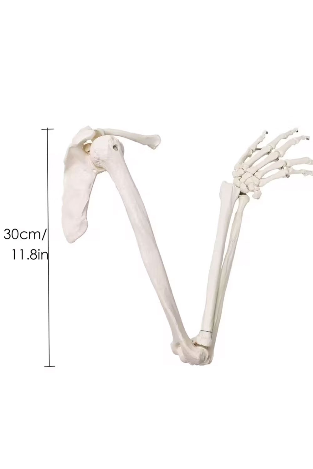 نموذج هيكل عظمي للطرف العلوي - الصورة 6