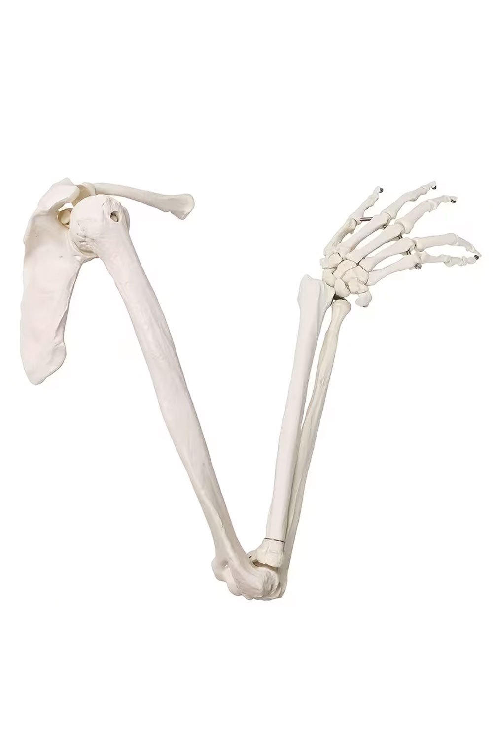 نموذج هيكل عظمي للطرف العلوي - الصورة 2