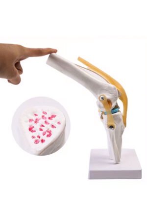 مجسم ركبة بالغضاريف