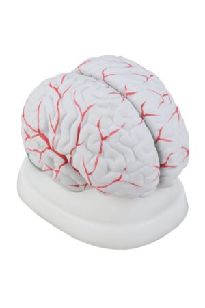 مجسم مخ 3 اجزاء