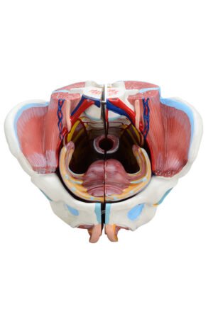 نموذج تشريحي للجهاز التناسلي الأنثوي