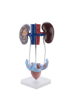 نموذج تشريحي للجهاز البولي التناسلي الانثوي