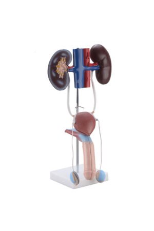 نموذج تشريحي للجهاز البولي التناسلي الذكري